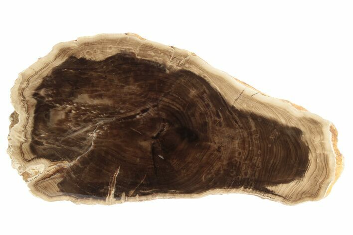 Polished Petrified Wood Slab - McDermitt, Oregon #236153